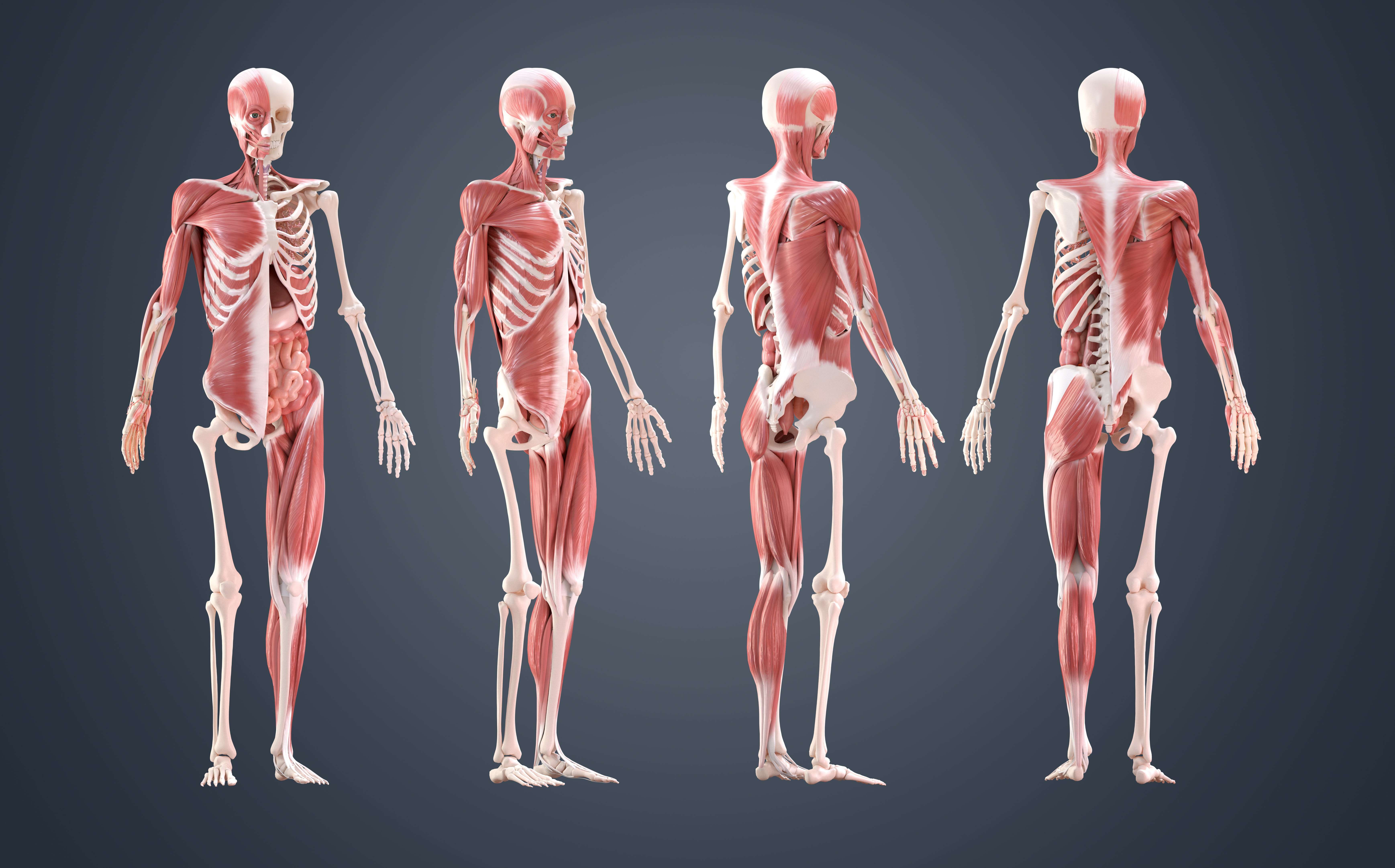 10 Порад, як прокачати навик моделювання анатомії