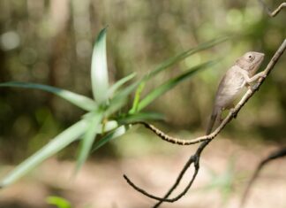 La vida silvestre en desaparición de Madagascar: el cambio climático expone los desafíos únicos de la nación insular