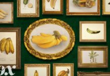 Будущее Бананов: Почему Самый Популярный Фрукт в Мире Под Угрозой