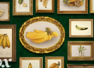 Die Zukunft der Bananen: Warum die beliebteste Frucht der Welt in Gefahr ist