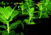 Світиться Рослини: Прорив Китаю в області Біолюмінесценції Може Змінити Міське Освітлення