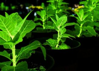 Glowing Plants: China’s Bioluminescent Breakthrough Could Reshape Urban Lighting